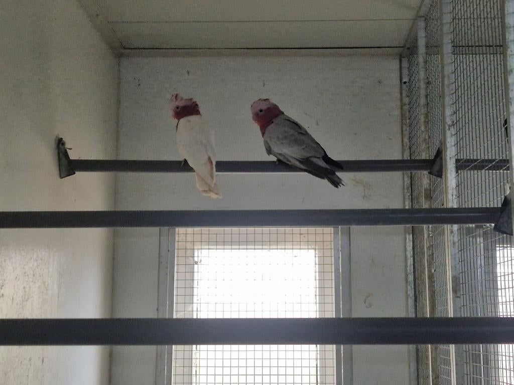 Koppel rose kaketoe (split x lutino), Meerdere dieren, Papegaai, Geringd