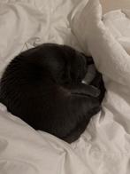 Oo zoek naar vriendin zie omschrijving, Dieren en Toebehoren, Poes