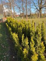 Te Koop: diverse soorten coniferen, Ophalen, Conifeer, Haag, 100 tot 250 cm