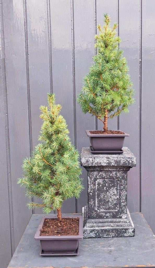 2 Bonsai Dwergspar- Picea Glauca J.W.Daisy’s White Bonsai, Ophalen of Verzenden, In pot, Minder dan 100 cm, Bonsai
