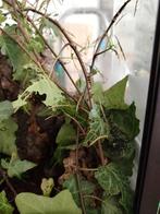 Gratis wandelende takken., Wandelende tak