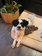 Hond zoekt baasje, Parvo, Reu, 1 tot 2 jaar, Eén hond