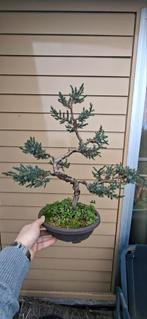 Prachtige Juniperus Procumbens Bonsai - ca. 30cm hoog, Overige soorten, Volle zon, Vaste plant, Ophalen of Verzenden
