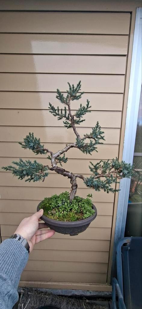 Prachtige Juniperus Procumbens Bonsai - ca. 30cm hoog, Tuin en Terras, Planten | Tuinplanten, Vaste plant, Overige soorten, Volle zon