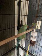 Halsbandparkiet te koop (man), Dieren en Toebehoren, Vogels | Parkieten en Papegaaien, Vrouwelijk, Parkiet, Tam