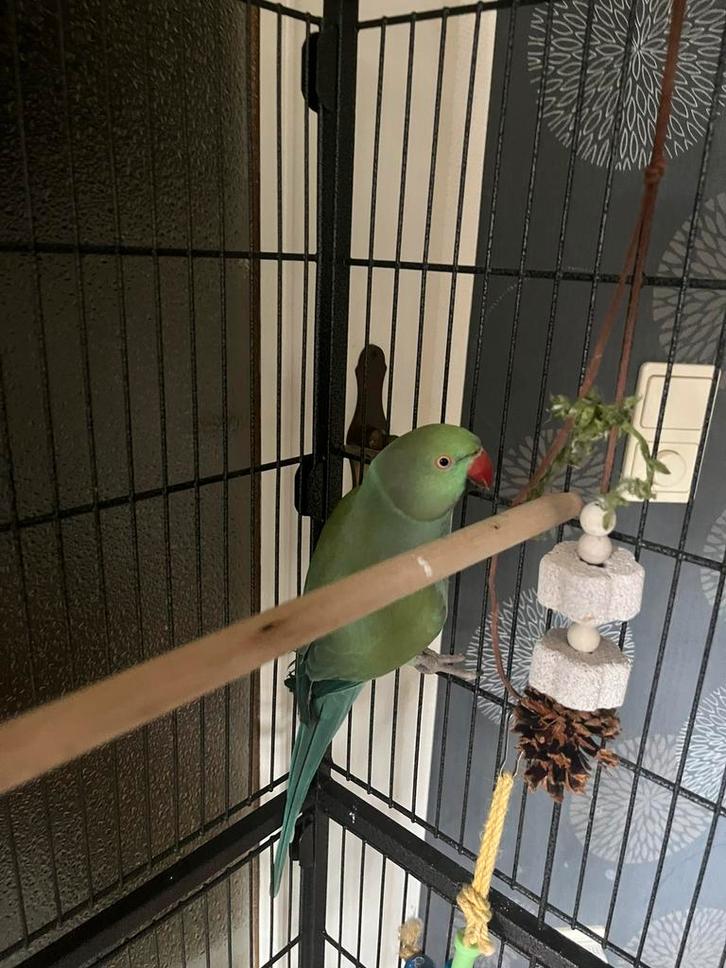 Halsbandparkiet te koop, Dieren en Toebehoren, Vogels | Parkieten en Papegaaien, Parkiet, Vrouwelijk, Tam