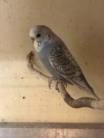 Melanistic split blackface split hagoromo pop, Dieren en Toebehoren, Vogels | Parkieten en Papegaaien, Meerdere dieren, Parkiet