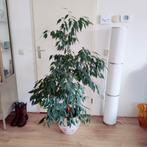 Ficus van 1.5 meter hoog, Ophalen, Ficus, 100 tot 150 cm, Halfschaduw