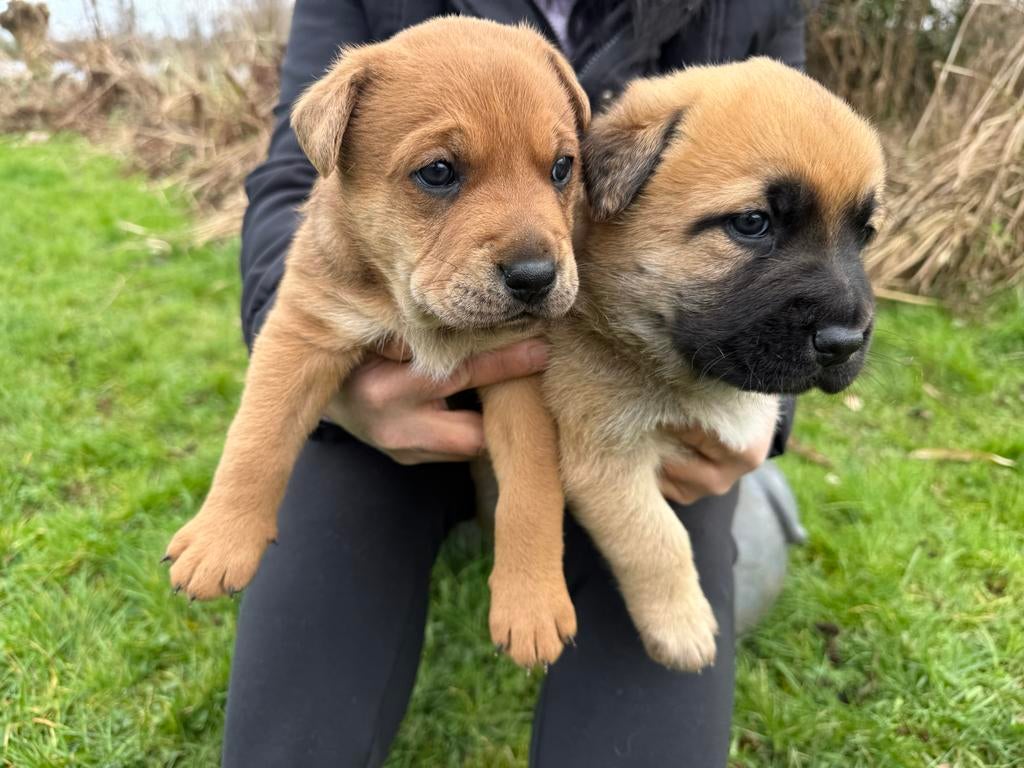 Twee herderpups zoeken hun gouden mandje ️, Reu, 8 tot 15 weken, Parvo, Meerdere