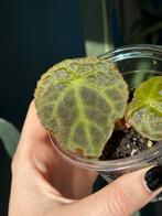 Begonia Goegoensis [S], Huis en Inrichting, Kamerplanten, Ophalen of Verzenden, Halfschaduw, Minder dan 100 cm