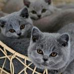 Brits / Britse Korthaar kittens, raszuiver, ingeënt, Meerdere dieren, Gechipt, 0 tot 2 jaar