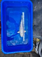 Kikokuryu +/- 49cm koi karper, Karper of Koi