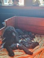 Prachtige Medium Labradoodle pups, 8 tot 15 weken, Meerdere, Meerdere dieren, Nederland