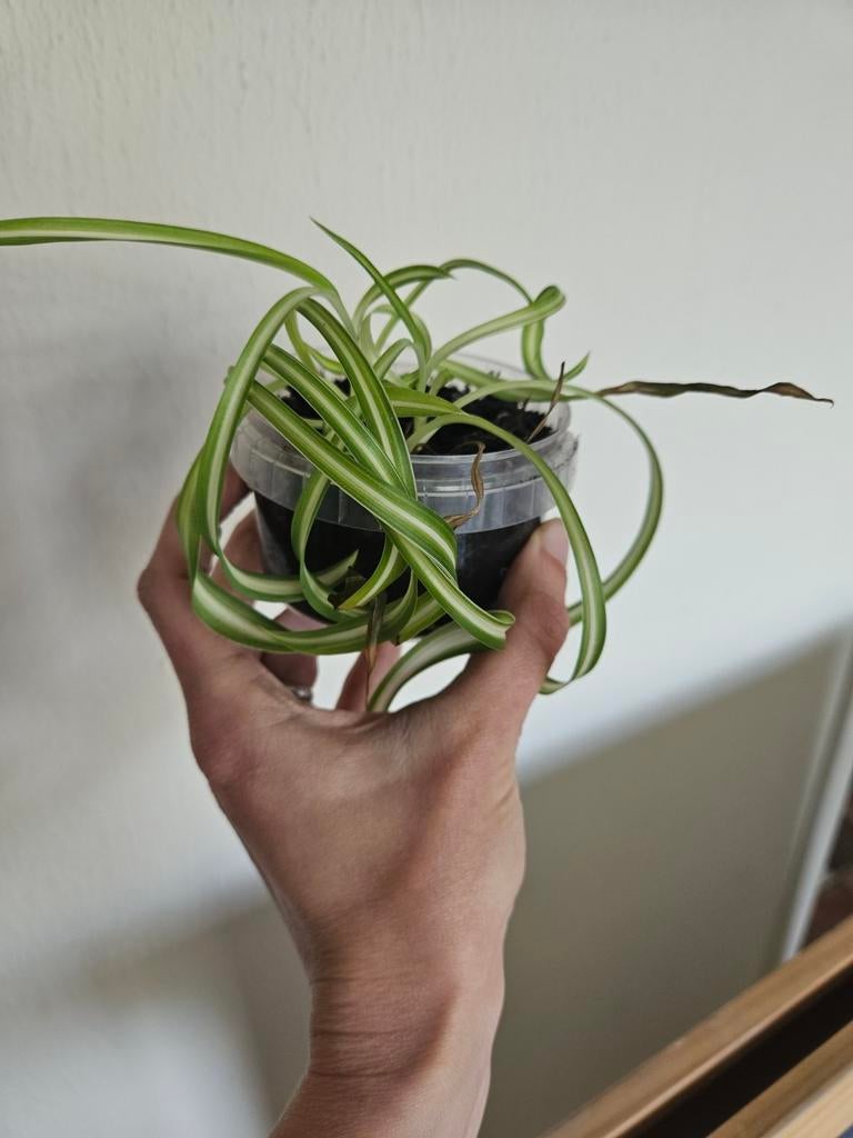 Krul Graslelie stekjes in potje - Chlorophytum Comosum, Ophalen, Overige soorten, Halfschaduw, Minder dan 100 cm