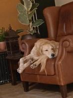 Golden retriever, Dieren en Toebehoren, Golden retriever, Particulier, Reu, Buitenland