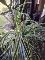 Siergras in pot met veel stekjes 80 cm. hoog, Ophalen, In pot, Halfschaduw, Minder dan 100 cm