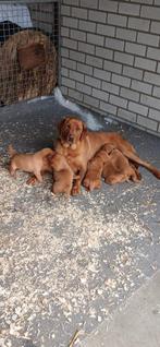 labrador pups Red Fox, Parvo, 8 tot 15 weken, Labrador retriever, Meerdere