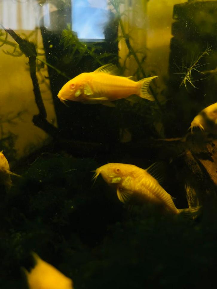 Corydora Albino, Dieren en Toebehoren, Vissen | Aquariumvissen, Vis