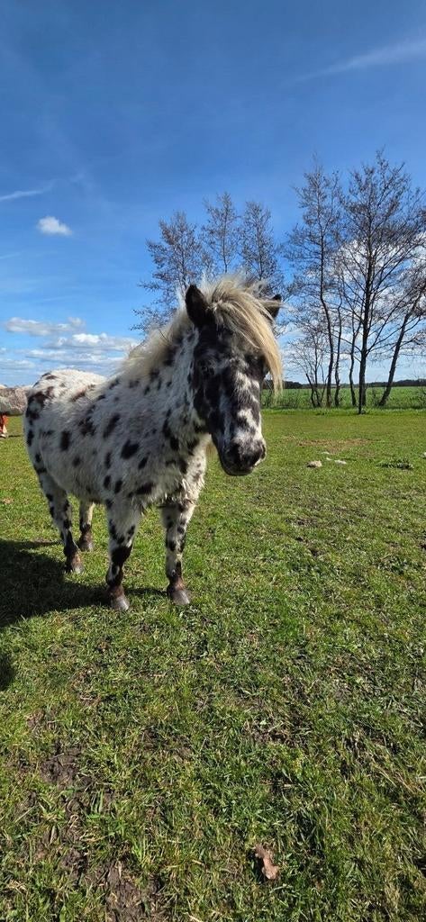 2 mooie Shetlander hengstjes, Gechipt, Hengst, A pony (tot 1.17m), Onbeleerd