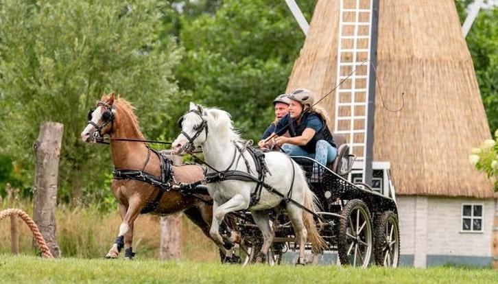 Lieve welsh a pony ruin te koop, Dieren en Toebehoren, Pony's, Ruin, A pony (tot 1.17m)