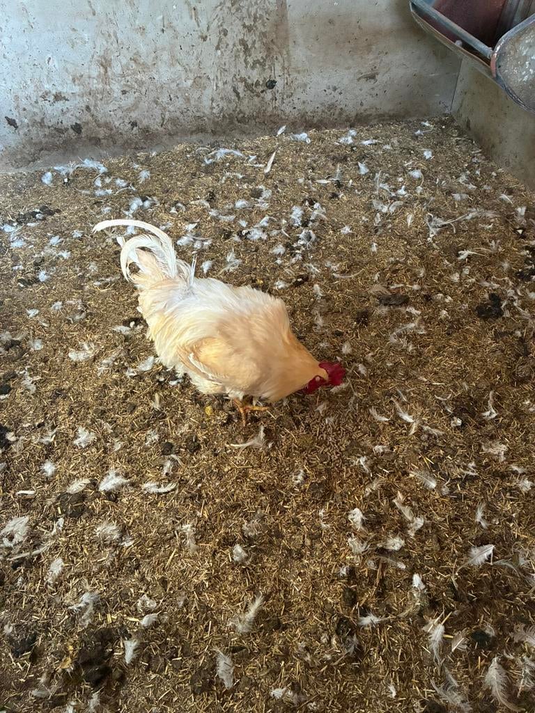 Vleekippen., Dieren en Toebehoren, Pluimvee, Mannelijk, Kip