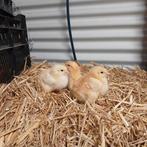 Dagkuikens sasso xl 44 vleeskuikens beschikbaar, Meerdere dieren, Wildzangvogel