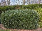 2 Laurierstruiken (kers) te koop, Ophalen, Laurier, Struik, 100 tot 250 cm