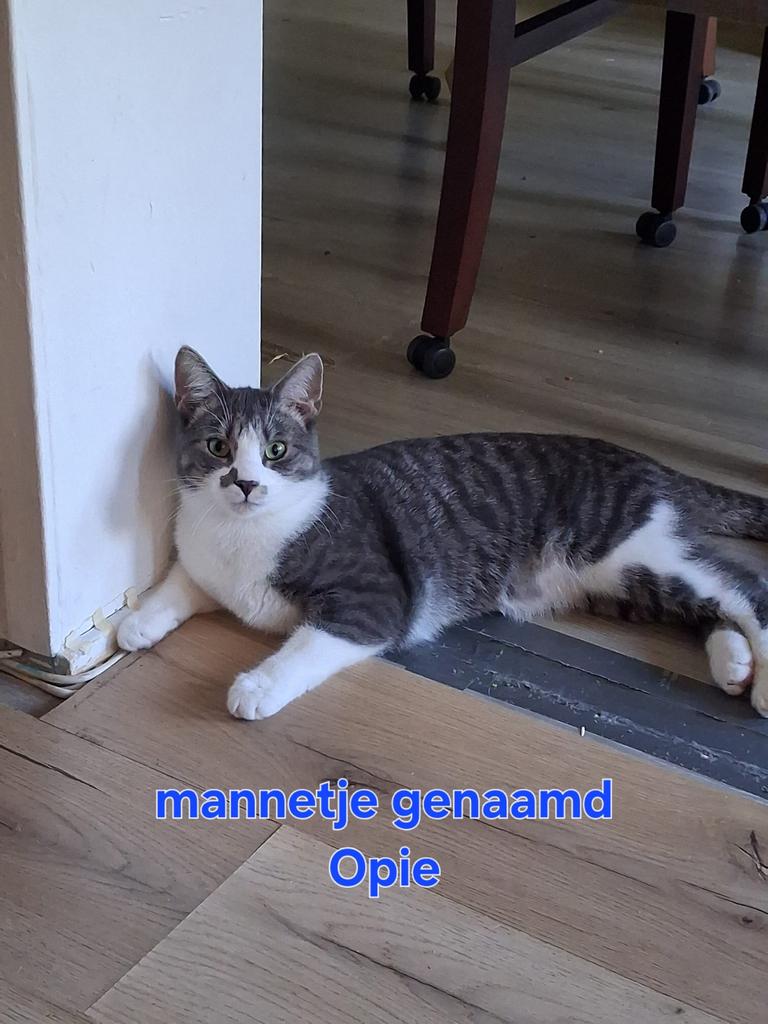 Met spoed huisje gezocht, Dieren en Toebehoren, Meerdere dieren, Kortharig, 0 tot 2 jaar