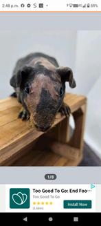 2 skinny cavia's en caviaflat 2 verdiepingen, Cavia, Mannelijk, Juli, Tam