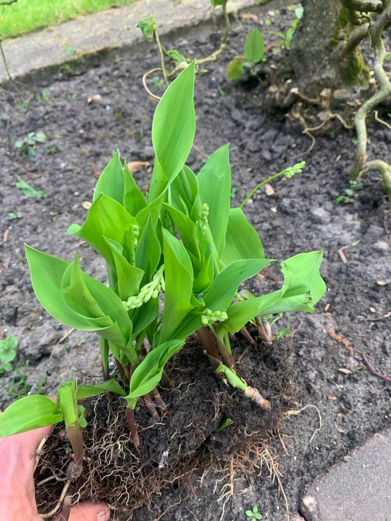 Lelie van Dalen goed geworteld, gaat bijna bloeien, Overige soorten, Vaste plant, Ophalen of Verzenden, Halfschaduw