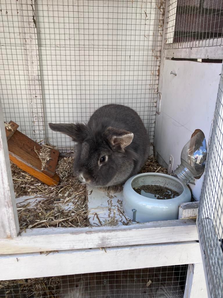Lief vrouwtjes konijn (3,5 jaar) – Bunny, Dieren en Toebehoren, Vrouwelijk