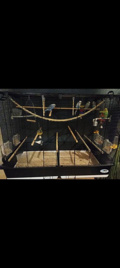 Te koop: 4 parkieten met kooi/speelboom en accessoires, Meerdere dieren, Parkiet