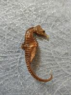 Prachtige oude broche van echt zeepaardje, Verzenden, Overige materialen, Broche