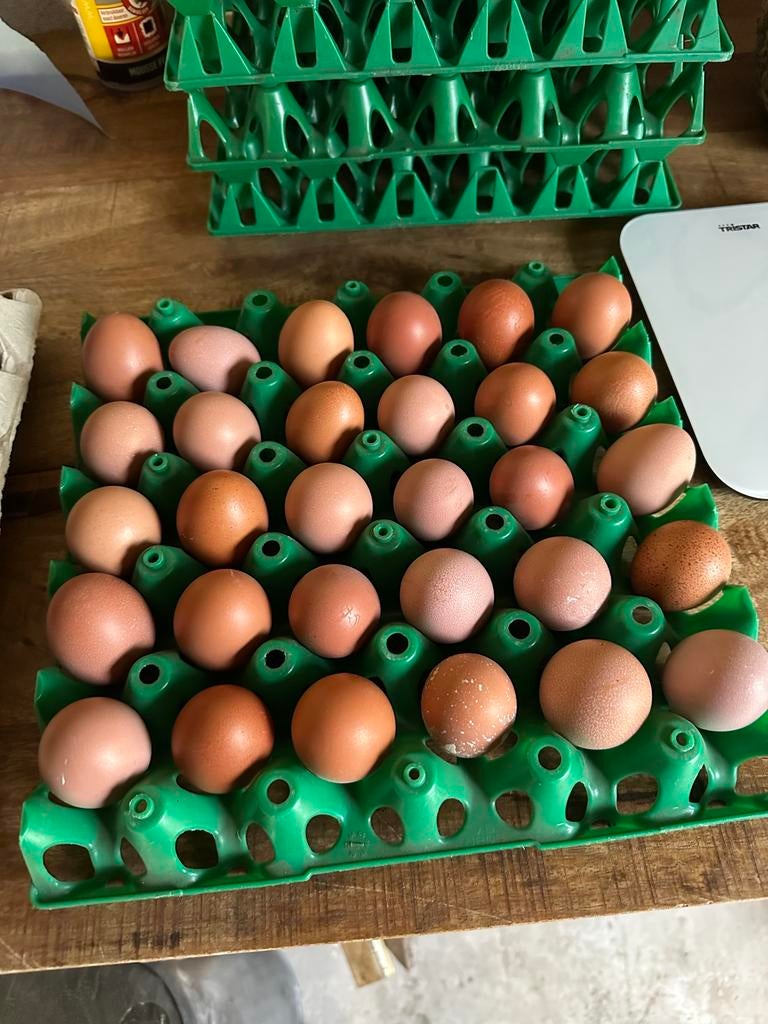 Henneneitjes - Delicatesse Vrije Uitloop Eieren, Diversen, Levensmiddelen, Ophalen