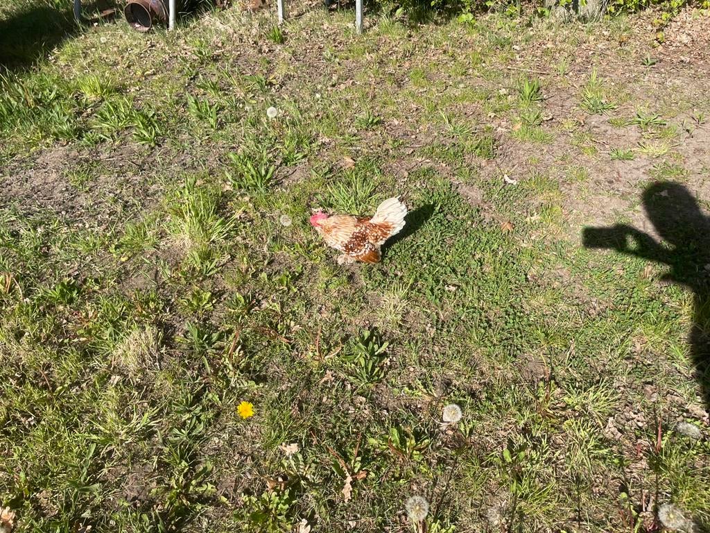 Ukkelse baardkriel haan, Dieren en Toebehoren, Pluimvee, Mannelijk, Kip