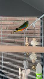 Koppel Turquoisine parkieten, Meerdere dieren, Parkiet