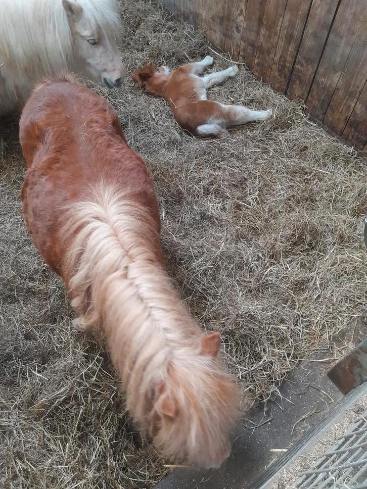 Mini shetje met veulentje, Dieren en Toebehoren, Pony's, Merrie, B, A pony (tot 1.17m), Westernpony, 7 tot 10 jaar, Gechipt, Ontwormd