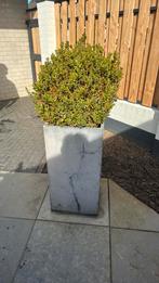 Hoge plantenbak, Ophalen, Steen, Gebruikt, Minder dan 60 cm
