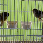 Kanarie gloster kanaries, Meerdere dieren, Kleurkanarie