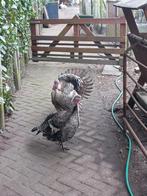 Broedeieren Narraganset kalkoen  2,50 euro per stuk, Geslacht onbekend, Kalkoen