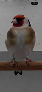 Putter wildkleur split bruin pastel, Mannelijk, Wildzangvogel, Geringd