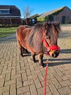 Bruine shetlandpony, Dieren en Toebehoren, Pony's, Merrie, A pony (tot 1.17m)