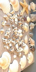 Doos vol schelpen voor decoratie of knutselen, Verzamelen, Ophalen of Verzenden, Schelp(en)