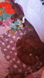 Rode Mini Labradoodles, Parvo, 8 tot 15 weken, Meerdere, Nederland