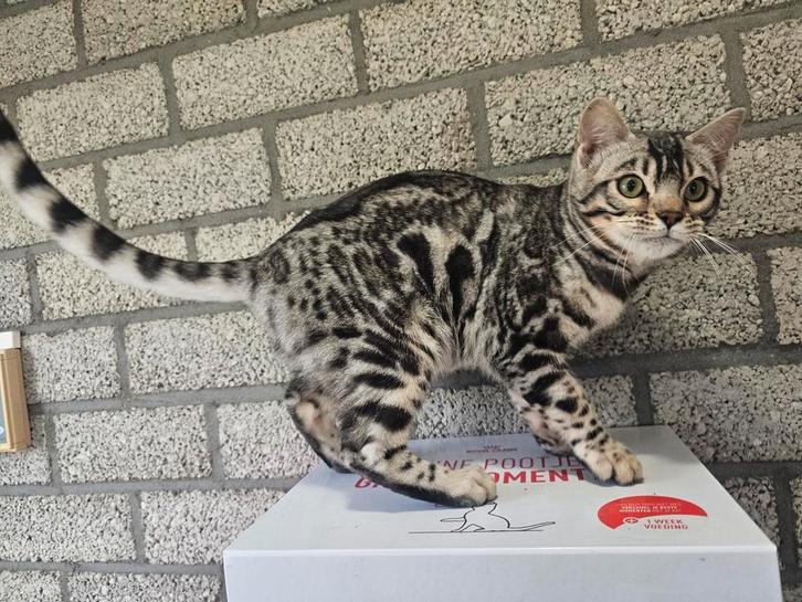 🇳🇱🇩🇪  Zilverbengaal meisje half jr oud stamboom Rabies, Dieren en Toebehoren, Katten en Kittens | Raskatten | Korthaar, Poes