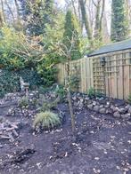 Gratis blauwe regen, Dieren en Toebehoren, Pluimvee, Meerdere dieren, Eend