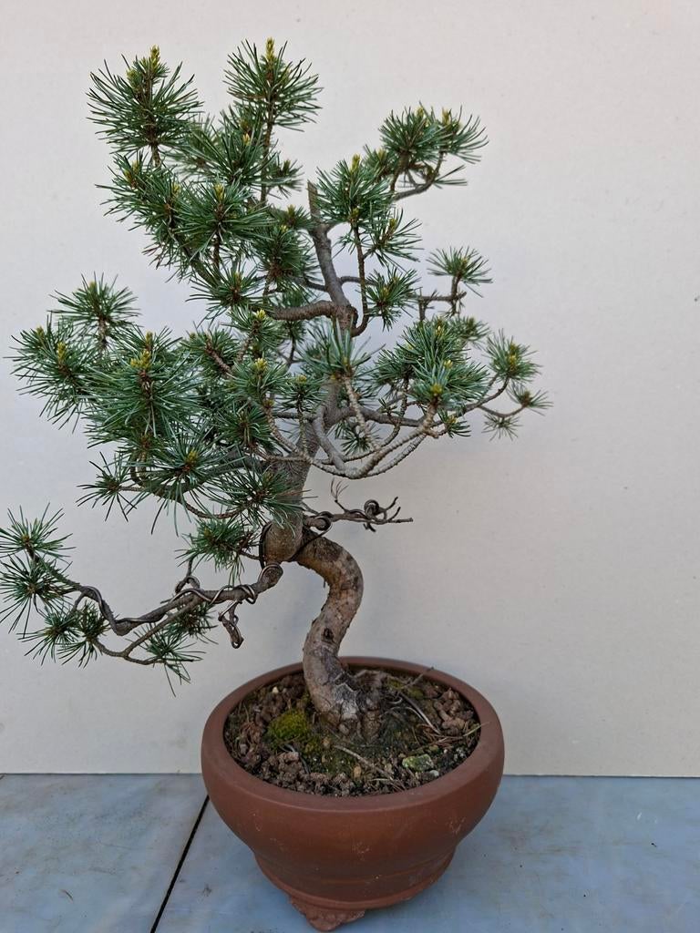 Bonsai, Tuin en Terras, Planten | Bomen, Volle zon, Bloeit niet, Minder dan 100 cm, Overige soorten