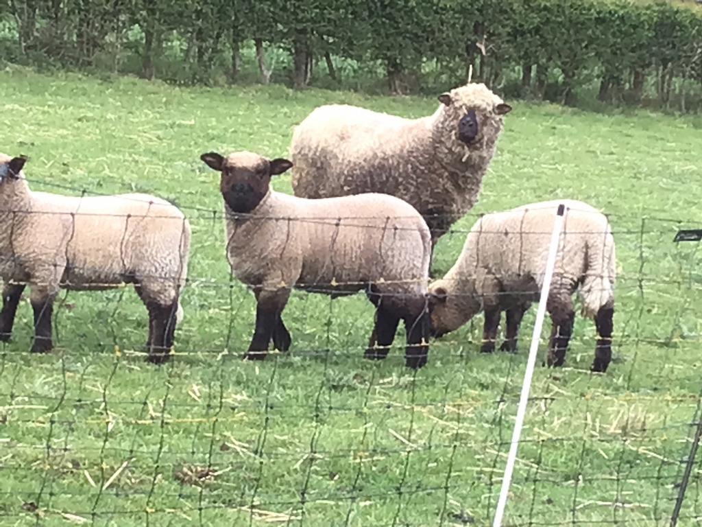 Shropshire schapen, Mannelijk, Schaap