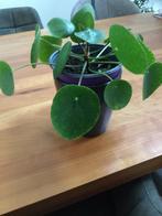 Pannenkoek plant met 2 stekjes aan plant zie foto €5,00, Ophalen of Verzenden