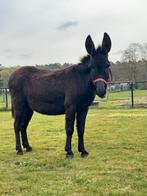 super lieve ezel merrie, Dieren en Toebehoren, Maart, Vrouwelijk